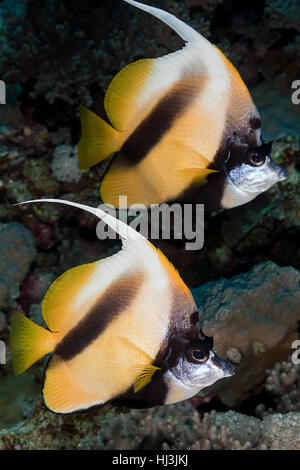 Photo de deux sous-marins de la mer Rouge, jaune bannerfish (Heniochus intermedius) Banque D'Images