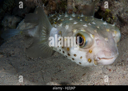 Underwater close-up portrait de l'yellowspotted Cyclichtys burrfish (spilostylus) Banque D'Images