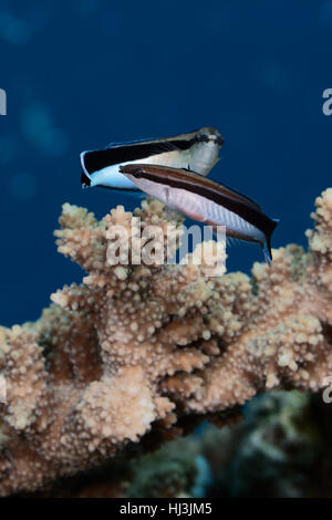 Photo de deux sous-marins labres Bluestreak cleaner (Labroides dimidiatus) au-dessus de coraux Acropora brun Banque D'Images