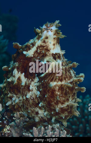 Photo sous-marine de la big red octopus assis sur la barrière, en utilisant ses capacités de camouflage pour correspondre à elle-même Banque D'Images