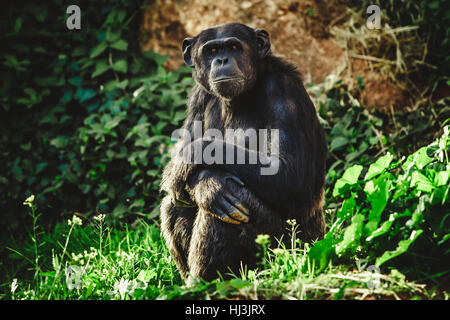 Chimpanzé assis sur l'herbe entre les rochers à la recherche dans l'objectif de la caméra avec un regard profond, dans le zoo de rabat Banque D'Images