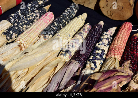 Ancien traditionnel indien de l'Amérique ou le maïs corné, le maïs (Zea mays var. indurata) Banque D'Images