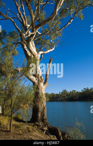 River Red Gum (Eucalyptus camaldulensis) croissant à côté de la rivière Murray, sur la frontière victorienne NSW. Banque D'Images