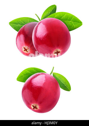 La canneberge isolé. Deux images de fruits canneberges sur une branche avec des feuilles isolées sur fond blanc avec clipping path Banque D'Images