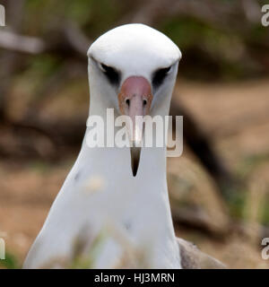 Les albatros de Laysan (Phoebastria immutabilis,, Kaena Point, North Shore, Oahu, Hawaii, USA Banque D'Images