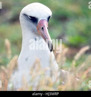 Les albatros de Laysan (Phoebastria immutabilis,, Kaena Point, North Shore, Oahu, Hawaii, USA Banque D'Images