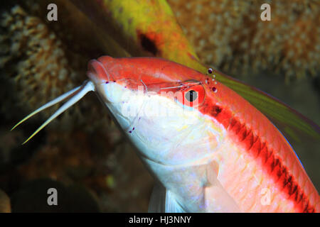 Redstriped Rouge-barbet (Parupeneus rubescens) avec crevettes nettoyant sous l'eau dans la barrière de corail Banque D'Images