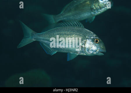 Mer Rouge poisson dorade rose (Diplodus noct) sous l'eau dans les régions tropicales de la mer rouge Banque D'Images