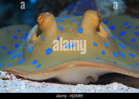 Bluespotted stingray (Taeniura lymma) sur le fond sablonneux de la mer Rouge Banque D'Images