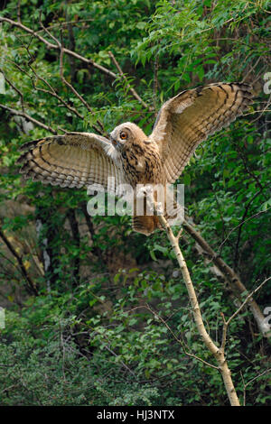 Le nord du Grand-duc Bubo bubo ( ) se propage, ouvrant ses ailes, en équilibre sur le haut d'un bâton en bois, arbre, ludique, la faune. Banque D'Images