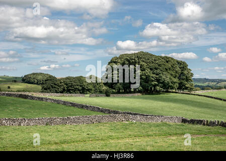 Pic Blanc campagne près de Parwich dans le Peak District, Derbyshire. Banque D'Images