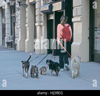 Un professional dog walker marcher cinq brouillard dans les rues de Greenwich Village à New York City Banque D'Images