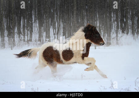 Cheval islandais Pinto courant dans la neige profonde dans les pâturages d'hiver Banque D'Images