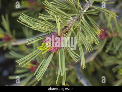 Fleurs mâles de le pin, Pinus albicaulis à haute altitude dans la Sierra Nevada. Banque D'Images