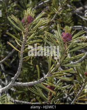 Fleurs mâles de le pin, Pinus albicaulis à haute altitude dans la Sierra Nevada. Banque D'Images