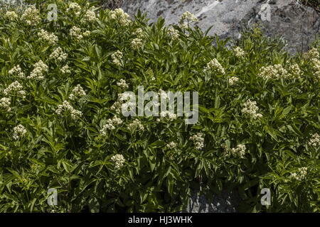 Aîné ou Alpine Mountain red sureau, Sambucus racemosa var. racemosa, en fleurs ; Sierra Nevada. Banque D'Images