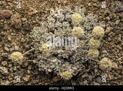 Le sarrasin, l'Eriogonum ovalifolium coussin var. nivale en fleur sur du gravier, de la Sierra Nevada.