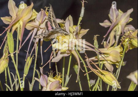 Bordée de blanc, sphinx Hyles lineata, en tenant au nectar de fleur Ancolie (Aquilegia) dans la nuit. Banque D'Images