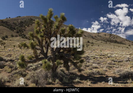 Joshua trees, Yucca brevifolia dans la haute vallée de l'Eureka, Death Valley National Park, en Californie. Banque D'Images