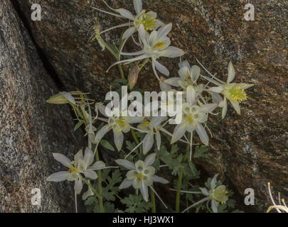 Sierra ancolie, Aquilegia pubescens élevé dans la vallée de Dana, Yosemite, la Sierra Nevada. Banque D'Images