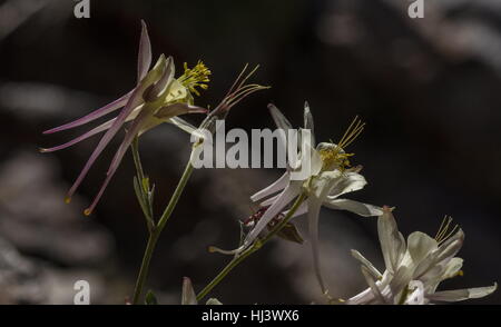 Sierra ancolie, Aquilegia pubescens élevé dans la vallée de Dana, Yosemite, la Sierra Nevada. Banque D'Images