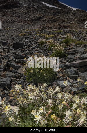 Sierra ancolie, Aquilegia pubescens élevé dans la vallée de Dana, Yosemite, la Sierra Nevada. Banque D'Images