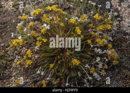 Clubmoss ivesia, Ivesia lycopodioides en fleurs en est tombé de haut-plateau, Dana, champs de la Sierra Nevada.