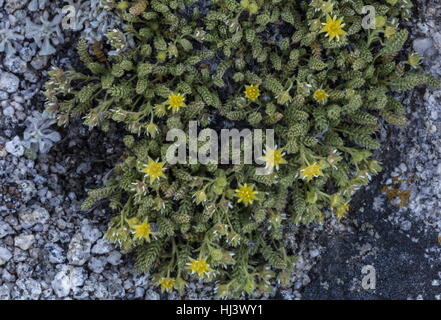Sky ratoncule naine, Ivesia shockleyi, en fleurs dans des champs en montagne, plateau de Dana, la Sierra Nevada.