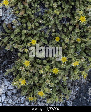 Sky ratoncule naine, Ivesia shockleyi, en fleurs dans des champs en montagne, plateau de Dana, la Sierra Nevada.