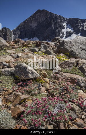 Beaux bouquets denses de sarrasin coussin à haute altitude, Eriogonum ovalifolium var. nivale, et jaune Eriogonum rosense, Yosemite, la Sierra Nevada.