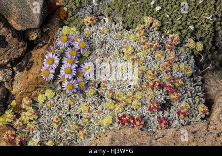 En haute altitude, de fleurs des champs vergerette pygmée, Erigeron pygmaeus et amortir le sarrasin, l'Eriogonum ovalifolium var. nivale ; Dana Plateau, Yosemite,