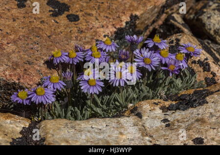 Erigeron, vergerette pygmée pygmaeus en fleurs en haute altitude est tombé-field, du plateau, de la Sierra Nevada.