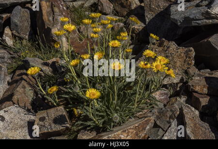 Haute Montagne, hulsea Hulsea algida, en fleurs en haute altitude est tombé-field, Dana Plateau, Sierra Nevada. Banque D'Images