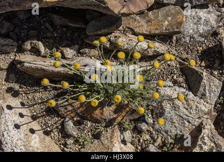 Lasthénie glabre sous forme de feuilles coupées, Erigeron compositus, daisy en fleurs en haute altitude est tombé-field, du plateau, de la Sierra Nevada.