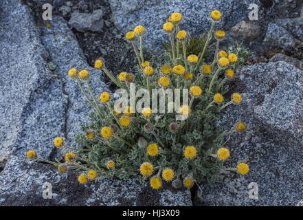 Lasthénie glabre sous forme de feuilles coupées, Erigeron compositus, daisy en fleurs en haute altitude est tombé-field, du plateau, de la Sierra Nevada. Banque D'Images