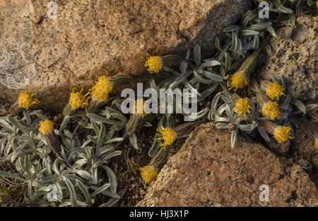 Raillardella Raillardella à feuilles vert, scaposa, en fleurs en haute altitude, est tombé-field, Dana Plateau, Sierra Nevada. Banque D'Images