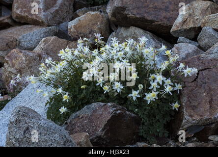 Sierra ancolie, Aquilegia pubescens élevé dans la vallée de Dana, Yosemite, la Sierra Nevada. Banque D'Images