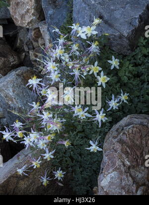 Sierra ancolie, Aquilegia pubescens élevé dans la vallée de Dana, Yosemite, la Sierra Nevada. Banque D'Images