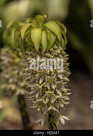 L'Ananas Eucomis bicolor, Lily, en fleur ; plante de jardin commun, à l'état sauvage en Afrique du Sud et le Lesotho. Banque D'Images