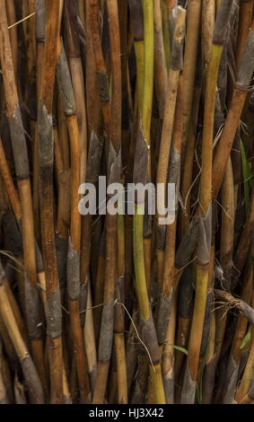 Mikado tiges, Rhodocoma capensis, un des Restionaceae, en provenance d'Afrique du Sud. Banque D'Images