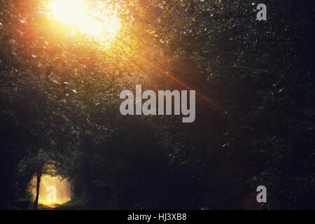 Soleil à travers des arbres rafale Banque D'Images