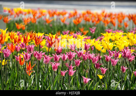 Lily-fleur coloré tulipes au jardin d'Tainitsky Kremlin de Moscou. Moscou, Russie. Banque D'Images