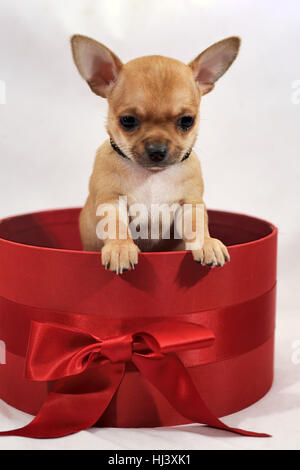 Moi dans une boîte-cadeau. Red short-haired Chihuahua puppy Banque D'Images