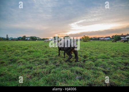 Coucher de soleil sur un paysage idyllique de terres agricoles Banque D'Images