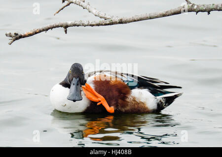 Canard Canard souchet mâle de rayer elle-même avec des pieds palmés en se lissant les plumes. Banque D'Images