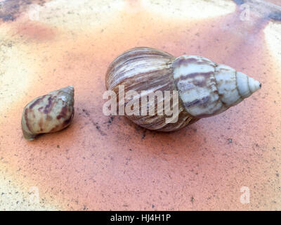 Snail Achatina fulica sur le haut de teracotta vase avec lumière naturelle. Banque D'Images