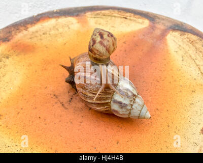 Snail Achatina fulica sur le haut de teracotta vase avec lumière naturelle. Banque D'Images