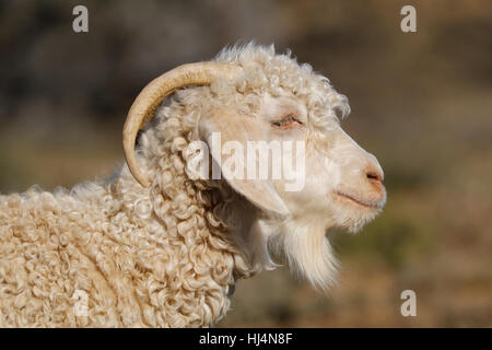 Portrait d'une chèvre angora sur une ferme rurale Banque D'Images