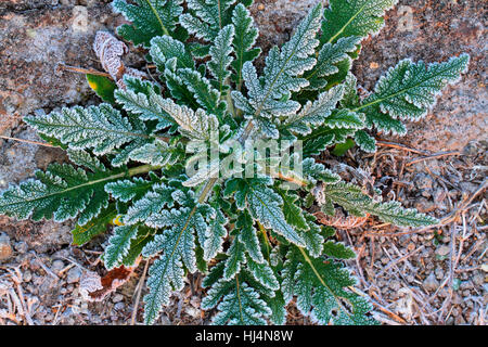 Plante couverte de givre sur un hivers froid matin Banque D'Images