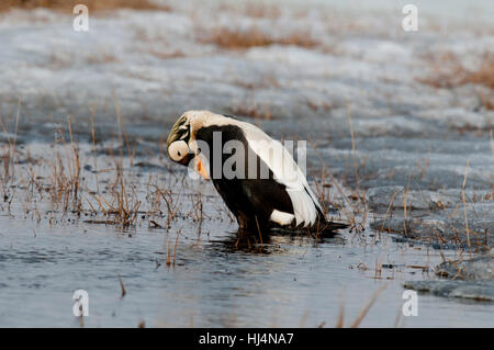 L'eider à lunettes drake (Somateria fischeri) lissage sur le bord d'un étang de la toundra près de Barrow en Alaska Banque D'Images